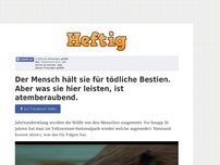 Bild zum Artikel: Der Mensch hält sie für tödliche Bestien. Aber was sie hier leisten, ist atemberaubend.