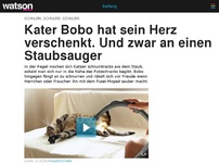 Bild zum Artikel: Kater Bobo hat sein Herz verschenkt. Und zwar an einen Staubsauger