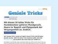 Bild zum Artikel: Mit diesen 16 tollen Tricks für Hundebesitzer gehören Mundgeruch, Haare im Teppich und Pipigestank der Vergangenheit an. Endlich.