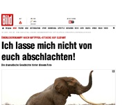 Bild zum Artikel: Der Überlebenskampf eines Elefanten in Kenia