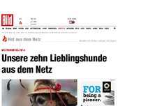 Bild zum Artikel: Unsere Lieblingshunde aus dem Netz