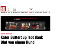 Bild zum Artikel: Tierische Transfusion - Kater Buttercup lebt dank Blut von einem Hund