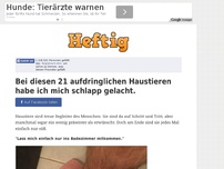 Bild zum Artikel: Bei diesen 21 aufdringlichen Haustieren habe ich mich schlapp gelacht.