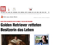 Bild zum Artikel: Ihr Kuscheln hielt sie warm - Hunde retteten Besitzerin das Leben