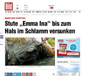 Bild zum Artikel: Dramatische Rettung - Stute „Emma Ina“ im Schlamm versunken