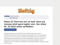 Bild zum Artikel: Diese 22 Tiere tun mir so leid, denn sie müssen jetzt ganz tapfer sein. Vor allem Nr. 10 lässt...