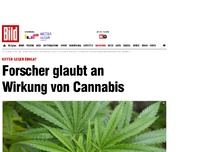 Bild zum Artikel: Kiffen gegen Ebola? - Forscher glaubt an Wirkung von Cannabis