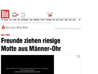 Bild zum Artikel: Ekel-Video - Freunde ziehen riesige Motte aus Männer-Ohr