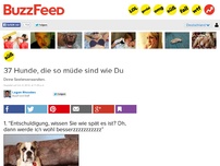 Bild zum Artikel: 37 Hunde, die so müde sind wie Du