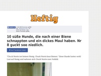 Bild zum Artikel: 10 süße Hunde, die nach einer Biene schnappten und ein dickes Maul haben. Nr 8 guckt soo niedlich.