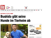 Bild zum Artikel: Nach mehr als 6 Jahren - Bushido gibt seine Hunde im Tierheim ab