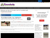 Bild zum Artikel: Rettung von fast 50 Hunden die für Hundekämpfe missbraucht wurden