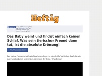 Bild zum Artikel: Das Baby weint und findet einfach keinen Schlaf. Was sein tierischer Freund dann tut, ist die...