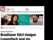 Bild zum Artikel: Not-OP im Video - Brasilianer führt riesigen Lungenfisch anal ein