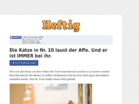 Bild zum Artikel: Die Katze in Nr. 10 laust der Affe. Und er ist IMMER bei ihr.