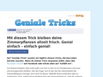 Bild zum Artikel: Mit diesem Trick bleiben deine Zimmerpflanzen allzeit frisch. Genial einfach – einfach genial!