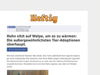 Bild zum Artikel: Huhn sitzt auf Welpe, um es zu wärmen: Die außergewöhnlichsten Tier-Adoptionen überhaupt.