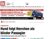 Bild zum Artikel: Im Krankenwagen - Hund folgt Herrchen als blinder Passagier