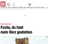 Bild zum Artikel: Süßes aus Russland - Fuchs, du hast mein Herz gestohlen