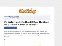 Bild zum Artikel: 21 perfekt getimte Hundefotos. Nicht nur Nr. 8 ist zum Schießen komisch.