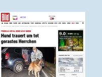 Bild zum Artikel: Promille-Unfall - Hund trauert um tot gerastes Herrchen