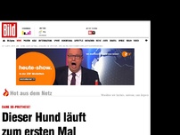 Bild zum Artikel: Dank 3D-Drucker! - Dieser Hund läuft zum ersten Mal