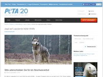 Bild zum Artikel: Jagd auf Lapplands letzte Wölfe