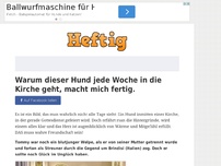 Bild zum Artikel: Warum dieser Hund jede Woche in die Kirche geht, macht mich fertig.