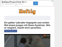 Bild zum Artikel: Ein gelber Labrador begegnet zum ersten Mal einem Jungen mit Down-Syndrom. Wie er reagiert,...