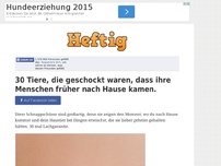 Bild zum Artikel: 30 Tiere, die geschockt waren, dass ihre Menschen früher nach Hause kamen.