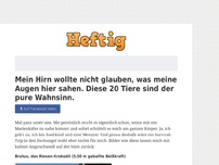 Bild zum Artikel: Mein Hirn wollte nicht glauben, was meine Augen hier sahen. Diese 20 Tiere sind der pure Wahnsinn.