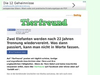 Bild zum Artikel: Zwei Elefanten werden nach 22 Jahren Trennung wiedervereint. Was dann passiert, kann man nicht...