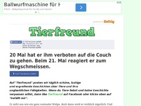 Bild zum Artikel: 20 Mal hat er ihm verboten auf die Couch zu gehen. Beim 21. Mal reagiert er zum Wegschmeissen.