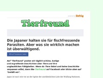 Bild zum Artikel: Die Japaner halten sie für fischfressende Parasiten. Aber was sie wirklich machen ist überwältigend.