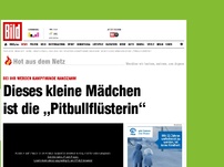 Bild zum Artikel: Zahme Kampfhunde - Dieses kleine Mädchen ist die „Pittbullflüsterin“