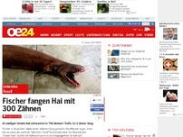 Bild zum Artikel: Fischer fangen Hai mit 300 Zähnen