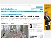 Bild zum Artikel: Nach 180 Jahren: Der Wolf ist zurück in NRW