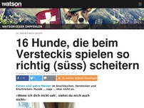 Bild zum Artikel: 16 Hunde, die beim Versteckis so richtig (süss) scheitern