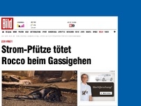 Bild zum Artikel: 220 Volt! - Strom-Pfütze tötet Rocco