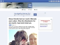 Bild zum Artikel: Diese Hündin hat nur noch 3 Monate zum Leben. Was ihre Besitzerin für sie macht, haut mich total um.