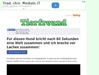 Bild zum Artikel: Für diesen Hund bricht nach 60 Sekunden eine Welt zusammen und ich breche vor Lachen zusammen!