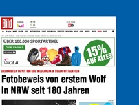 Bild zum Artikel: Er ist wieder da! - Fotobeweis vom Wolf in NRW