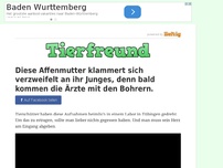 Bild zum Artikel: Diese Affenmutter klammert sich verzweifelt an ihr Junges, denn bald kommen die Ärzte mit den...