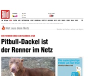 Bild zum Artikel: Tierheim-Star - Pitbull-Dackel ist der Renner im Netz