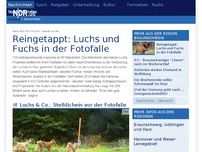 Bild zum Artikel: Reingetappt: Luchs und Fuchs in der Fotofalle