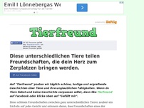 Bild zum Artikel: Diese unterschiedlichen Tiere teilen Freundschaften, die dein Herz zum Zerplatzen bringen werden.