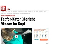 Bild zum Artikel: Brutale Tierquälerei - Kater überlebt Messer im Kopf