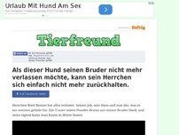 Bild zum Artikel: Als dieser Hund seinen Bruder nicht mehr verlassen möchte, kann sein Herrchen sich einfach nicht...