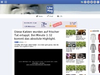 Bild zum Artikel: Diese Katzen wurden auf frischer Tat ertappt. Bei Minute 1:32 kommt das absolute Highlight.