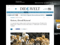 Bild zum Artikel: Übermacht: Die Insel beherrschen die Katzen